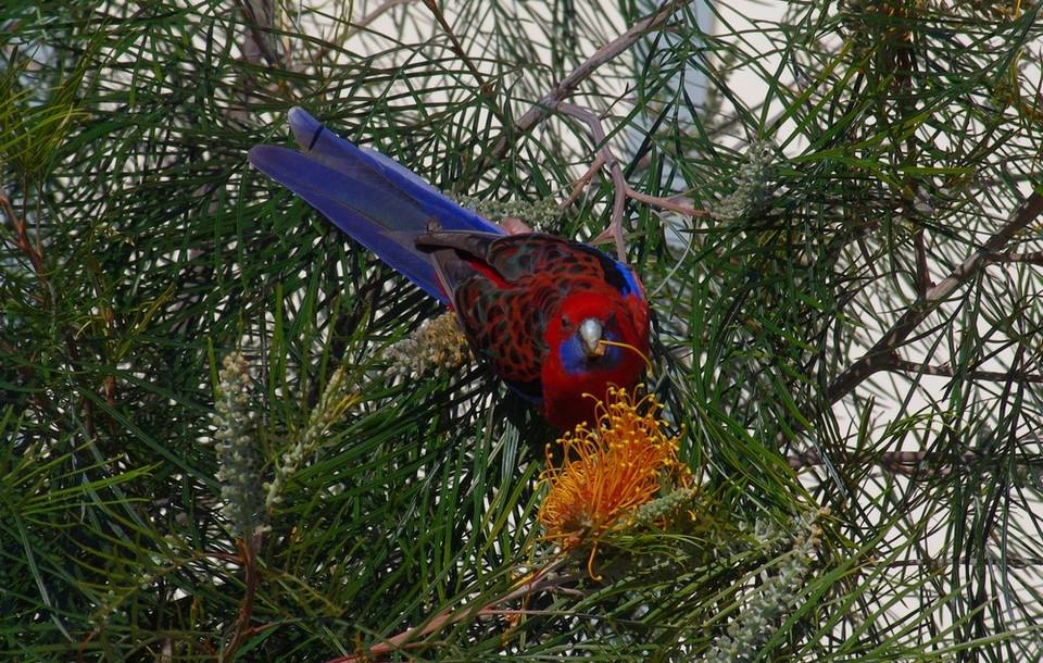 深红玫瑰鹦鹉怕人吗 深红玫瑰鹦鹉怕不怕人