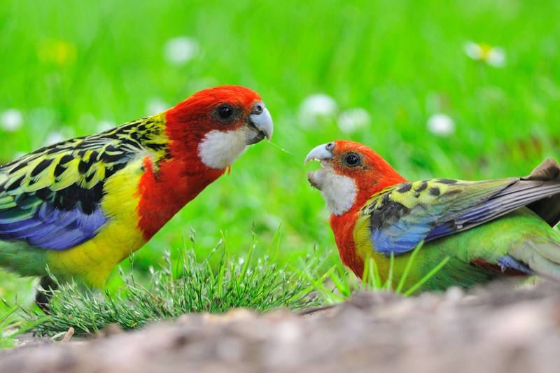 深红玫瑰鹦鹉母鸟特点 深红玫瑰鹦鹉母鸟有什么特点