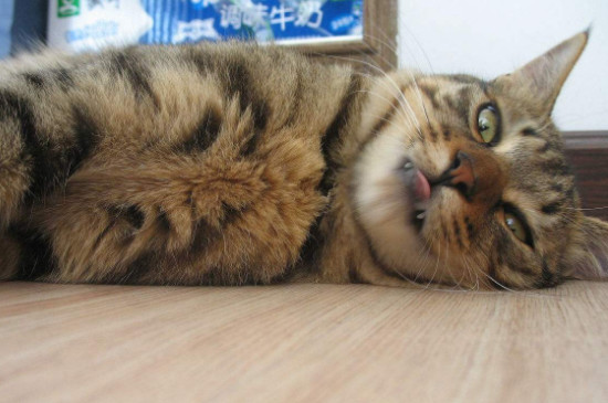 猫猫讨厌主人有什么表现 猫咪讨厌主人的表现