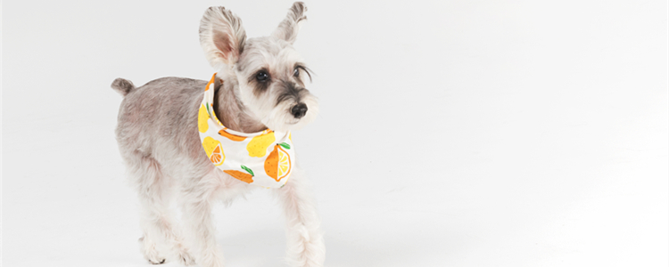 雪纳瑞什么时候养最好 雪纳瑞什么时候养