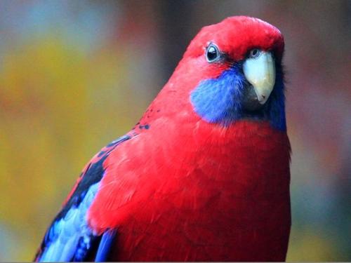 怎样训养深红玫瑰鹦鹉 怎样驯养深红玫瑰鹦鹉