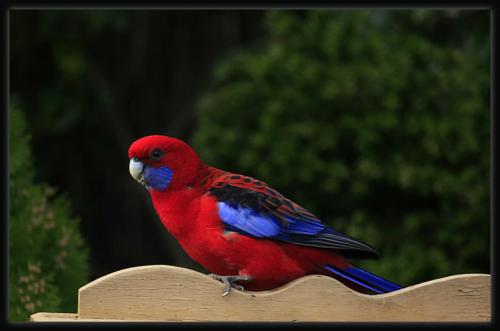 深红玫瑰鹦鹉寿命 深红玫瑰鹦鹉的寿命