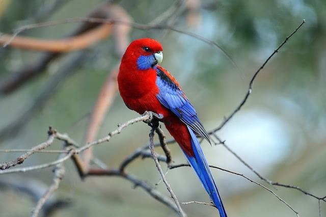 深红玫瑰鹦鹉拔毛怎么办