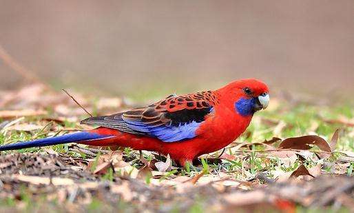 东玫瑰鹦鹉跟深红玫瑰鹦鹉那种好