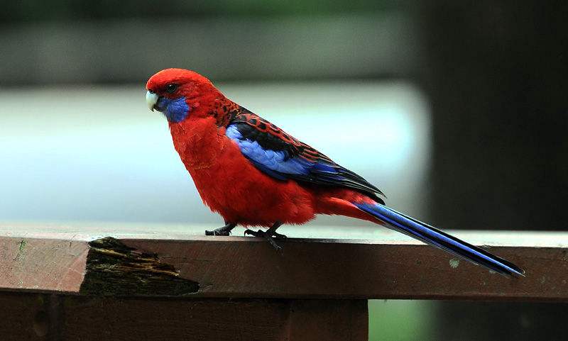 深红玫瑰鹦鹉和白脸红玫瑰的区别