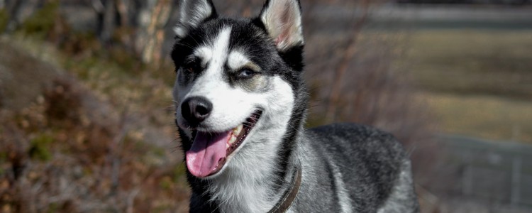 哈士奇毛发 哈士奇毛发特点