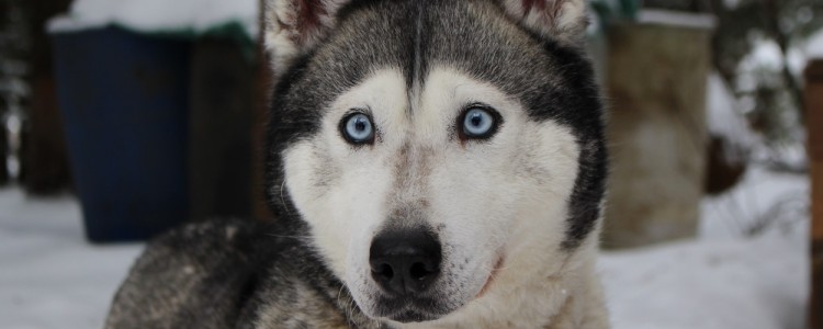 哈士奇运动量一天多少 哈士奇运动量