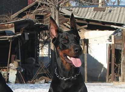 德国杜宾犬价格多少 德国杜宾犬价格1000~5500元