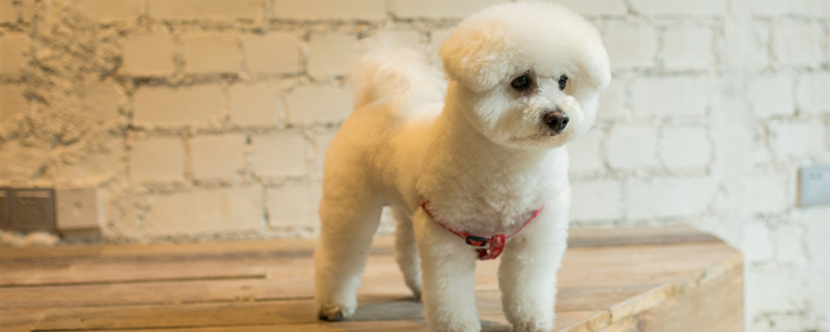 怎么挑选比熊犬 怎么挑选比熊犬是否健康