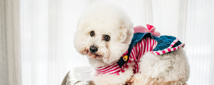 比熊的性格 比熊的性格特点