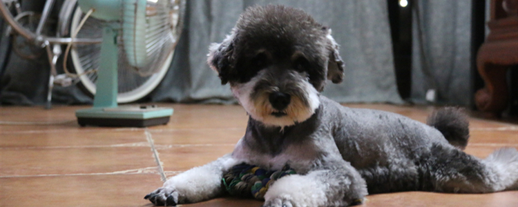 雪纳瑞喜欢吃草 雪纳瑞喜欢吃草是怎么回事