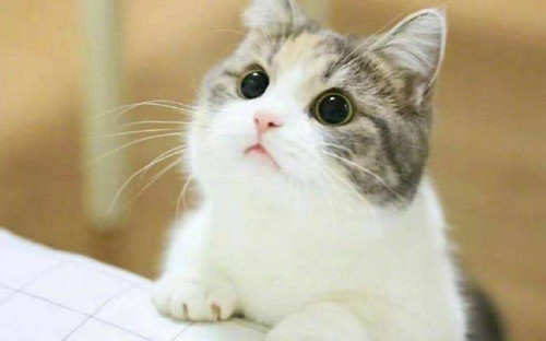 提升猫咪生活质量 如何提升猫咪生活丰富性