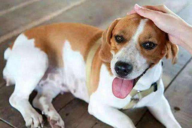 摸狗会被传染细菌吗 狗狗哪里有那么可怕！