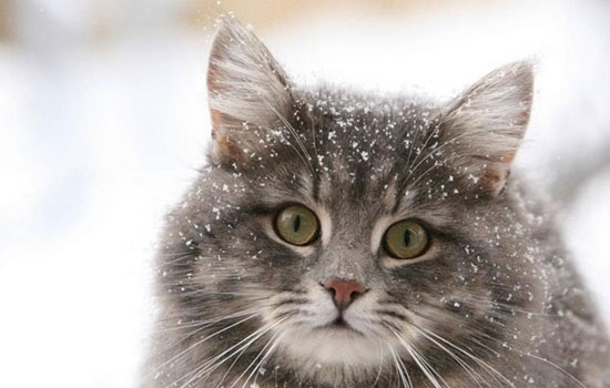 挪威森林猫价格多少钱一只 挪威森林猫的价格