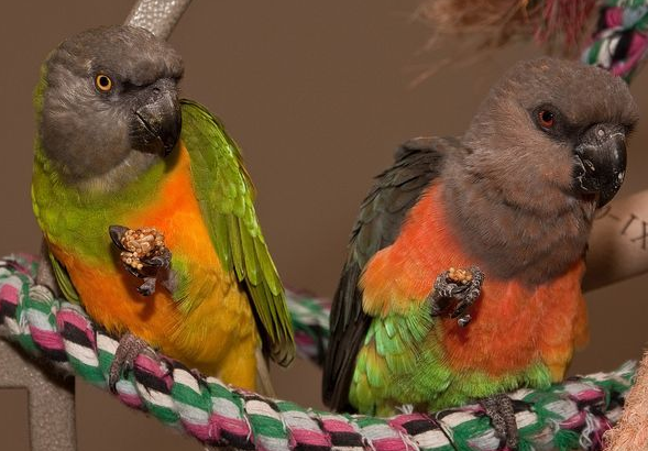 怎么教红腹鹦鹉说话 怎样教红腹鹦鹉说话