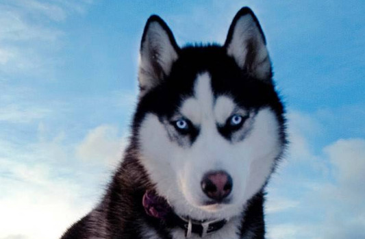 纯种哈士奇价格多少钱一只 哈士奇的价格