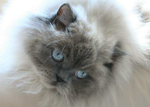 纯种喜马拉雅猫价格是多少 喜马拉雅猫的价格