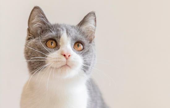 猫能吃猪肝吗 宠物猫能吃猪肝吗