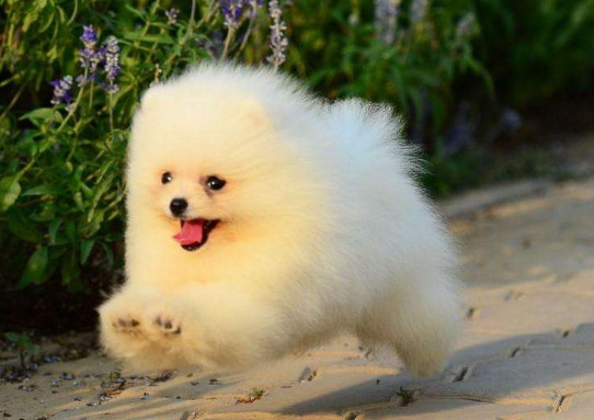 两个月博美幼犬吃什么 两个月博美幼犬吃的食物