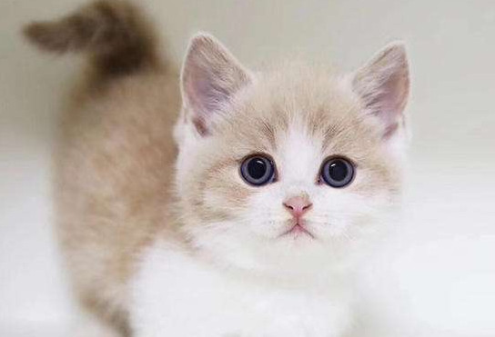 短腿猫是基因缺陷吗 短腿猫是基因缺陷