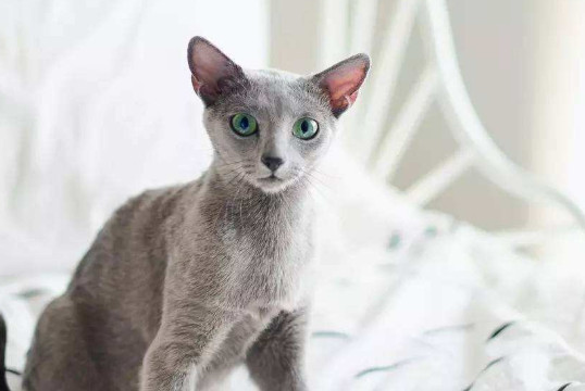 俄罗斯蓝猫掉毛吗 俄罗斯蓝猫较少掉毛