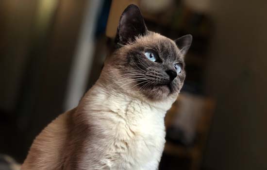 暹罗猫多久适应新主人 暹罗猫三四天适应新主人
