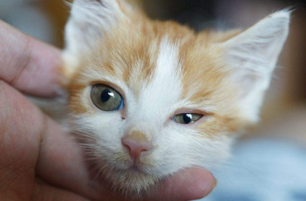 猫咪滴眼药水小窍门 猫咪滴眼药水教程