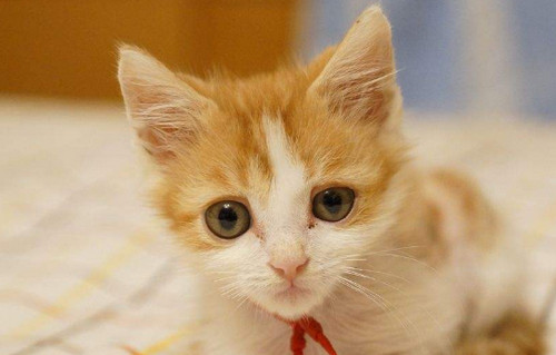 猫咪滴眼药水小窍门 猫咪滴眼药水教程