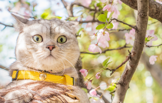 猫剃毛后多久长出来 猫剃毛后多久能长起来