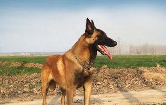 马犬为什么喜欢咬主人 马犬喜欢咬主人的原因