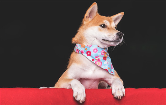 为什么有的柴犬很瘦 柴犬很瘦的原因