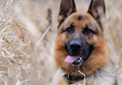 德国牧羊犬智商排第几 德国牧羊犬智商排第三