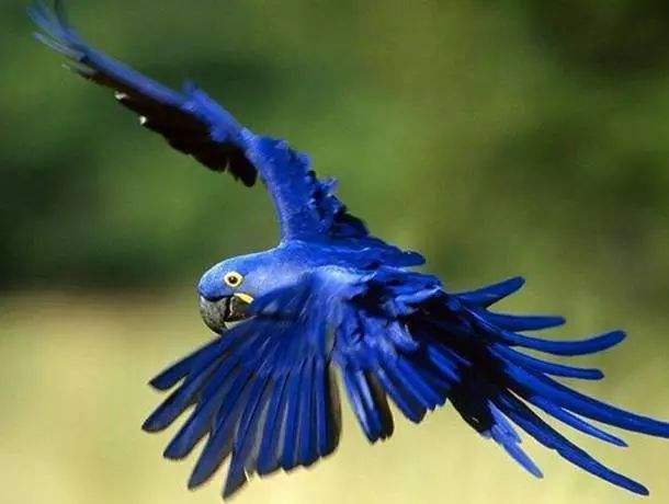 紫蓝金刚鹦鹉真实图片
