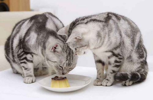 小猫不吃东西怎么办 小猫不吃东西的处理方法