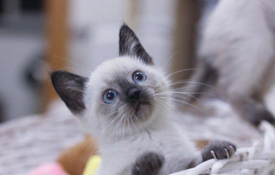 为什么很多猫舍不卖暹罗 很多猫舍不卖暹罗的原因