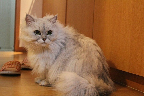 猫咪记恨你怎么办 猫咪记恨主人的解决办法