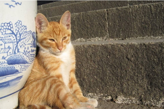 猫咪什么坐姿代表生病 猫咪的坐姿