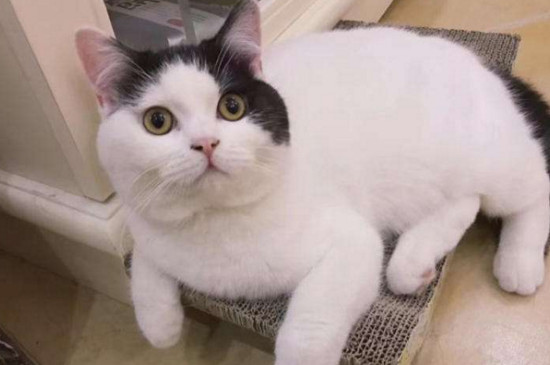 怎么让母猫黏人 让母猫变得黏人的方法