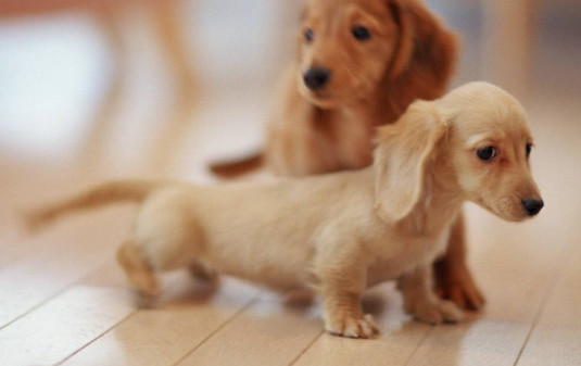 什么人适合养腊肠犬 适合养腊肠犬的人