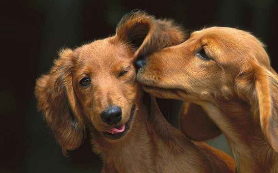 腊肠犬会咬人吗 腊肠犬一般不会咬人