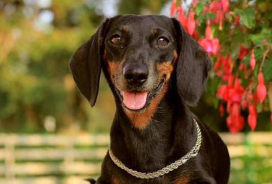 腊肠犬多大不会调皮 腊肠犬成年后不会调皮