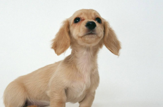 腊肠犬粘人吗 腊肠犬粘人的程度