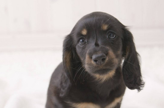 腊肠犬凶吗 腊肠犬一般不凶