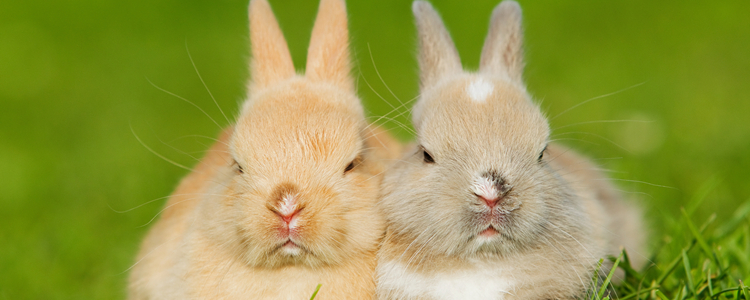 兔子最爱吃的东西是什么 兔子喜欢吃什么