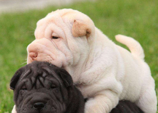 沙皮犬缺点有哪些 养沙皮狗需要注意什么