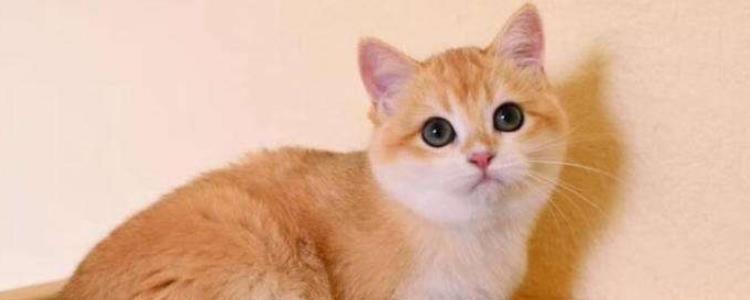 金渐层ny是什么意思 金渐层ny代表什么