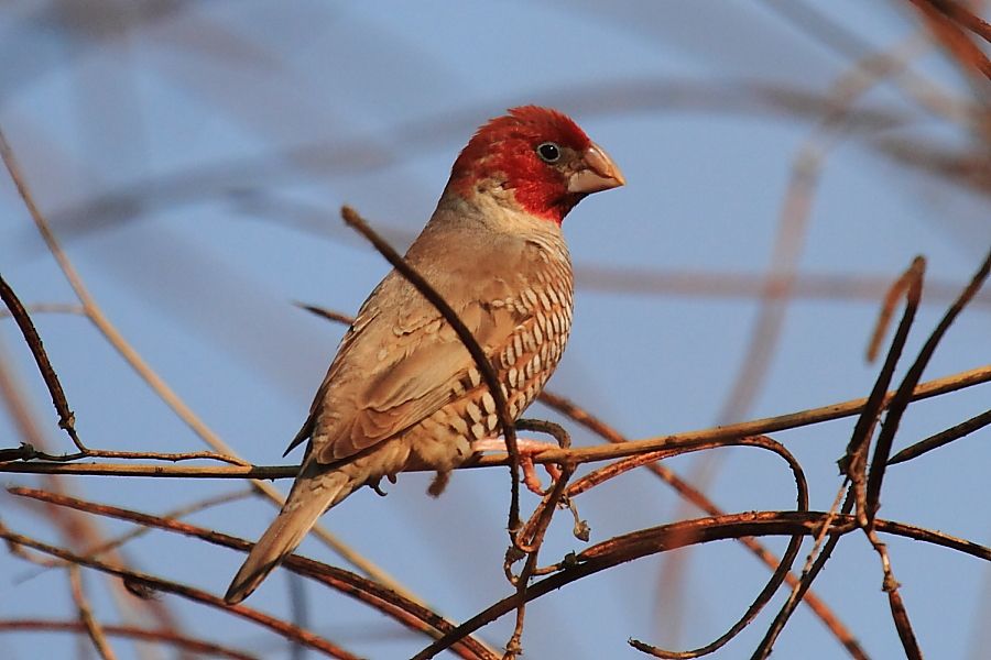 红头环喉雀多少钱 红头环喉雀多少钱一只