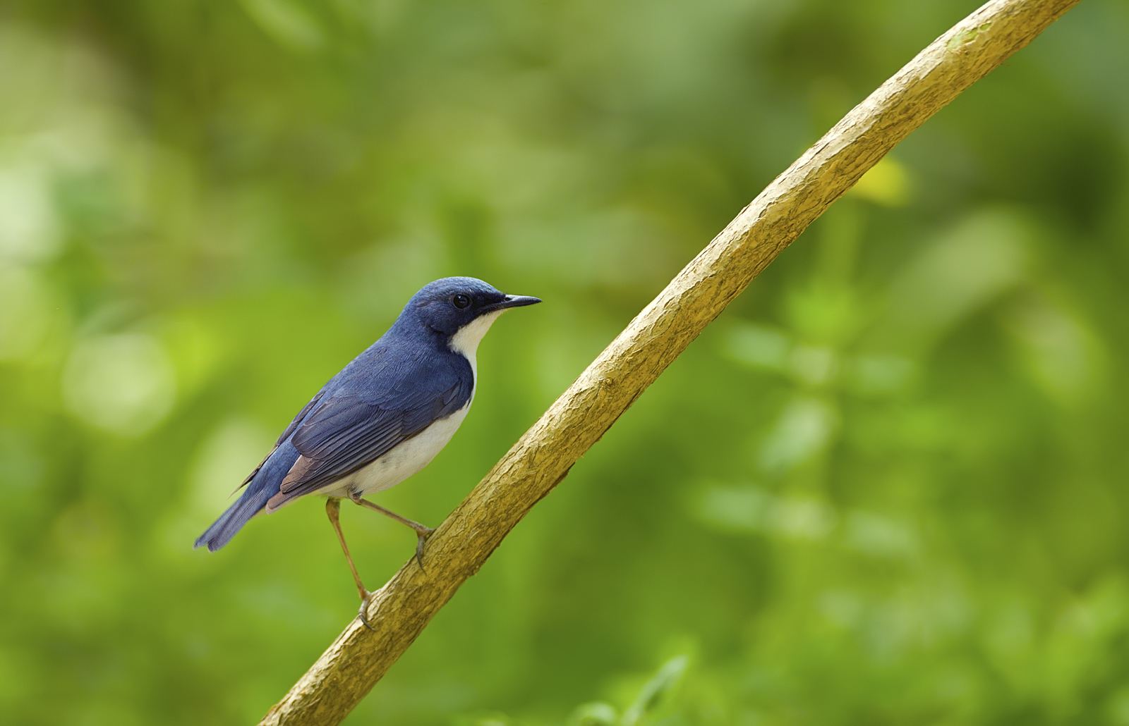蓝靛杠鸟的雄雌区别 蓝靛杠鸟雌雄的分别