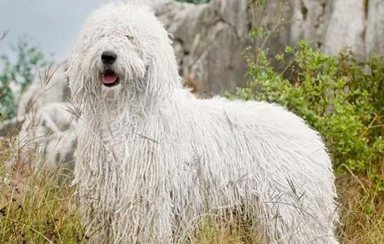 不掉毛的中型犬有哪些 不掉毛的中型犬