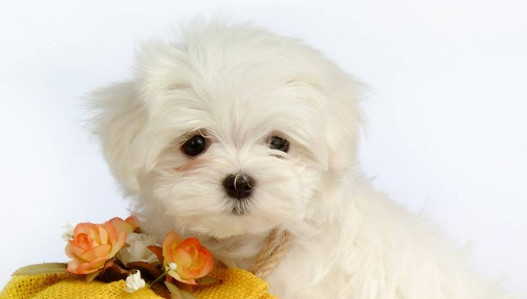 比熊犬的毛怎么打理 打理比熊犬的毛